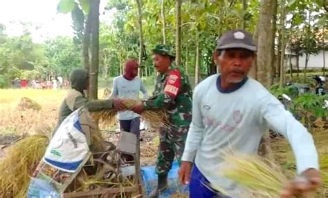 Babinsa Koramil 11 Jati Bantu Petani Merontokkan Padi Di Desa Binaan