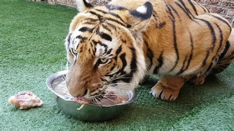 Stocking Up On Tiger Food And Will They Prefer Chicken Tonight Youtube