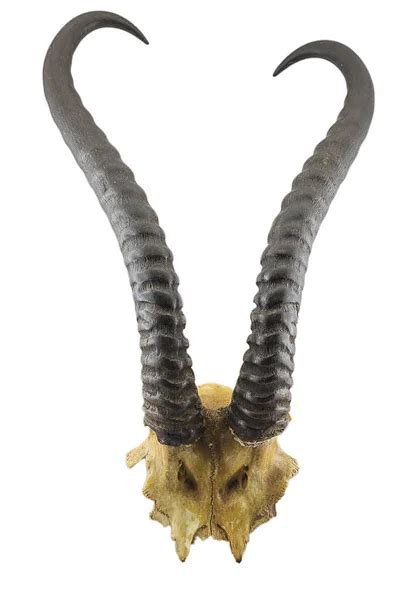 Antelope horns Stock Photos, Royalty Free Antelope horns Images ...