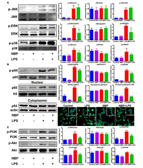 Nbp Inhibited The Activation Of Erk Nf B And Pi K Akt Pathways In