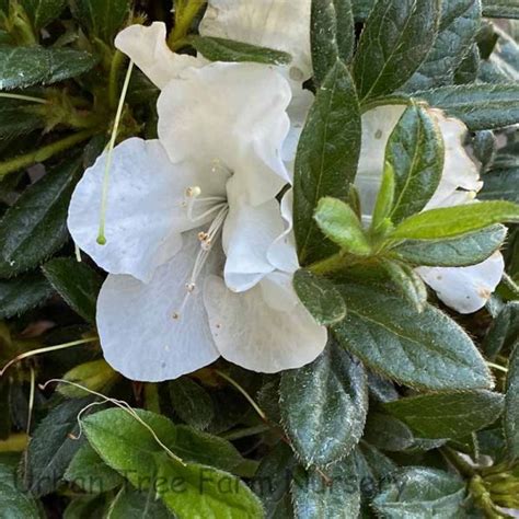 Azalea Encore Autumn Fire Urban Tree Farm Nursery