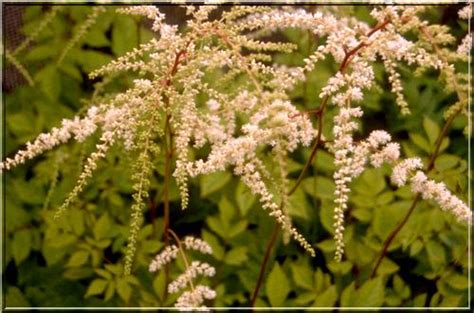 Astilbe Thunbergii Professor Van Der Wielen Tawu Ka Thunberga