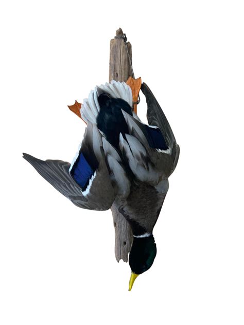 Dead Mount Ducks Stehling S Taxidermy