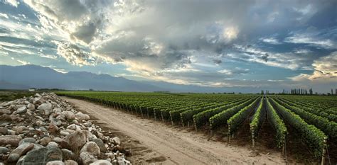 La bodega argentina Zuccardi fue elegida como el mejor viñedo del mundo