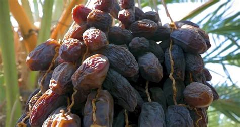 Leading Countries Growing Dates (Fresh Date Palm Fruits), 59% OFF