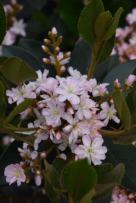 Georgia Petite Indian Hawthorn (Rhaphiolepis x delacourii 'Georgia ...