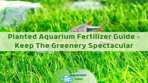 How to Add Fertilizer to Aquarium Plants for Optimum Growth and Health