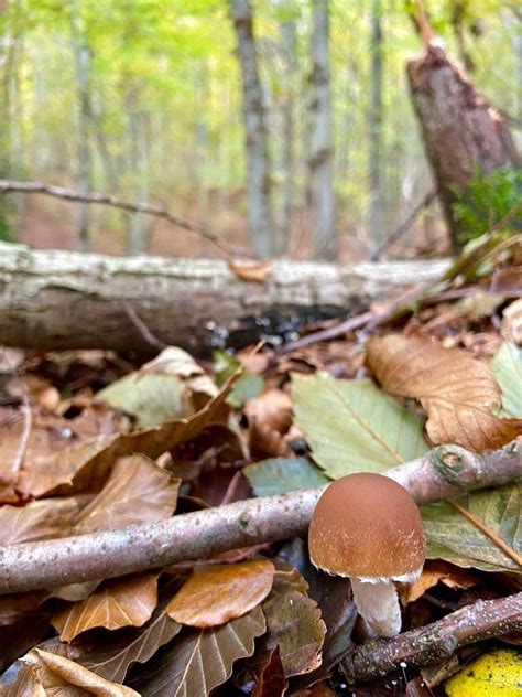 I Funghi Nel Beigua Geopark Parco Naturale Regionale Del Beigua