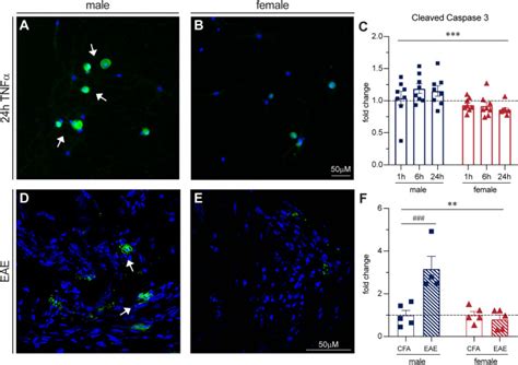 Sex Differences In The Inflammatory Response Of The Mouse DRG And Its
