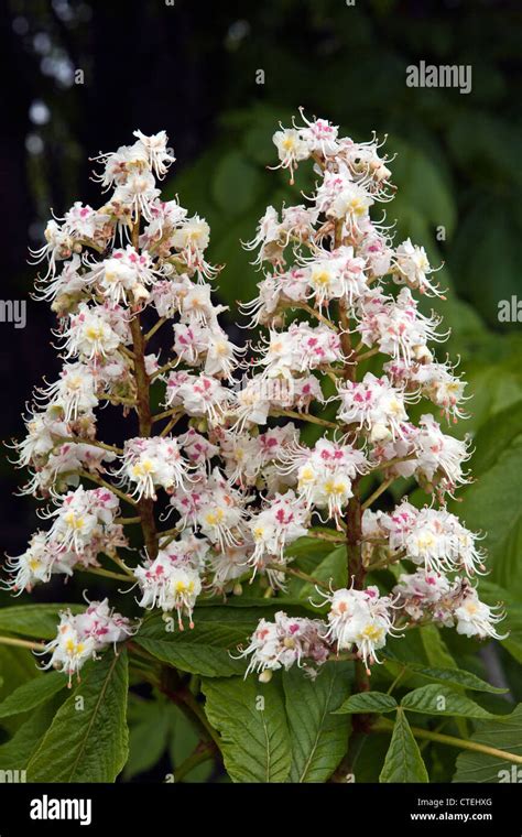 Common Horse Chestnut Aesculus Hippocastanum Inflorescence In Closeup