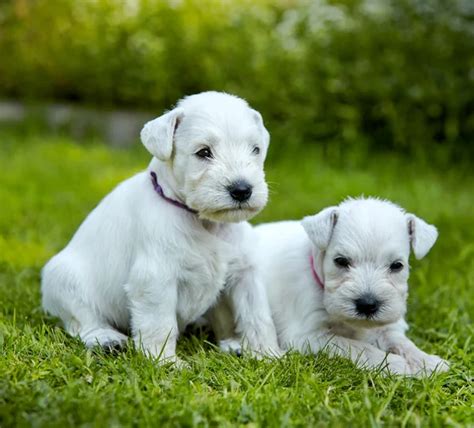 White schnauzer puppies — Stock Photo © magone #29286351