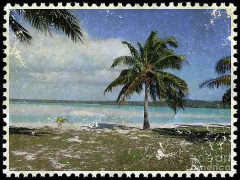 Vintage Tropical Palm Postcard Photograph By Sea Change Vibes Fine