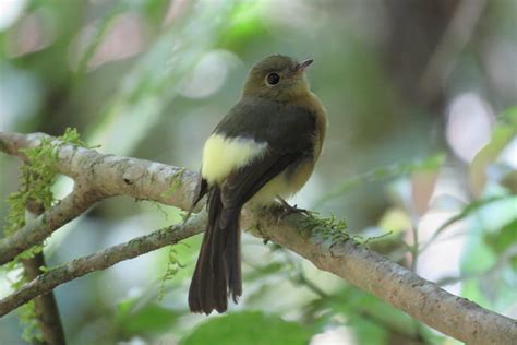 Foto assanhadinho Myiobius barbatus Por Márcio Camargo R Wiki Aves