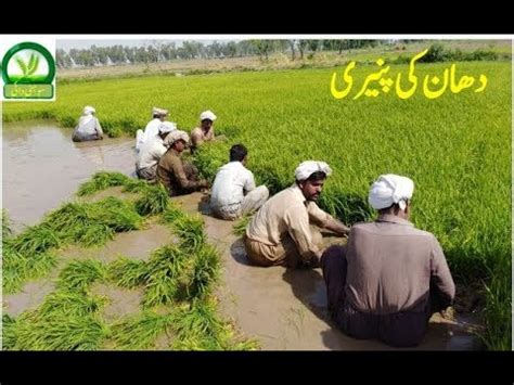 Dhan Ki Paneeri Chawal Ki Kasht Agriculture Farming Village Life