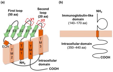 Ijms Free Full Text Potential For Tight Junction Proteindirected