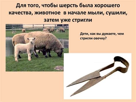 Откуда появляются шерстяные вещи. «Матренин день» - презентация онлайн