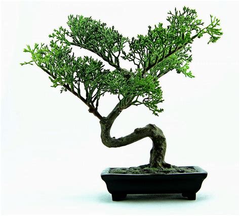 Bonsai Tree Mr Miyagi Don t miss out | earthysai