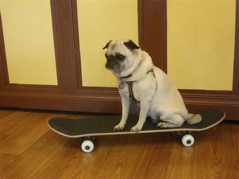 Pugs Skateboard Skate Park