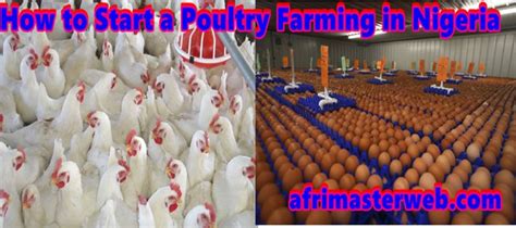 How To Start A Very Lucrative Poultry Farming In Nigeria