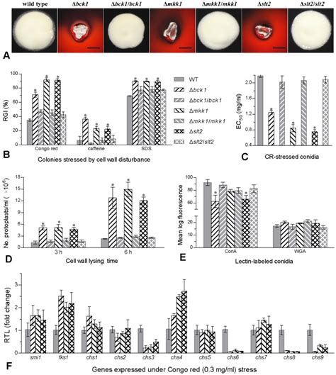 (A) Images of fungal colonies grown for 5 days at 25°C on the plates of ... 