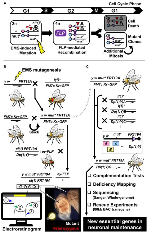 Frontiers Unraveling Novel Mechanisms Of Neurodegeneration Through A