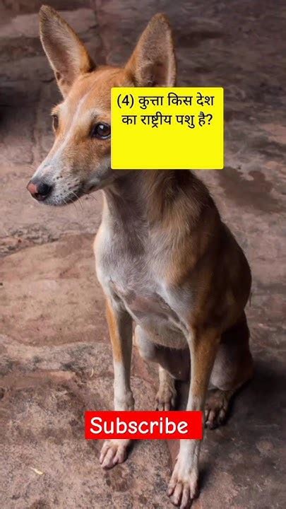 🐕कुत्ता किस देश का राष्ट्रीय पशु हैं Gk Gkknowledgequestions Gkquiz