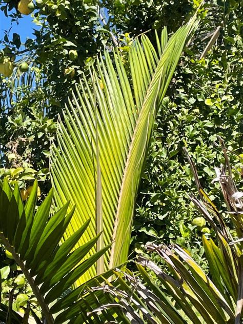 Pink Rot Fungus Discussing Palm Trees Worldwide Palmtalk