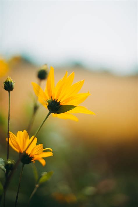 Flower Petals Yellow Macro HD Phone Wallpaper Peakpx