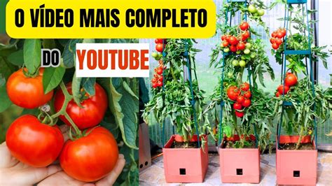 Como Plantar Tomate Em Vaso Tudo Que Voc Precisa Saber Pra Ter Sucesso