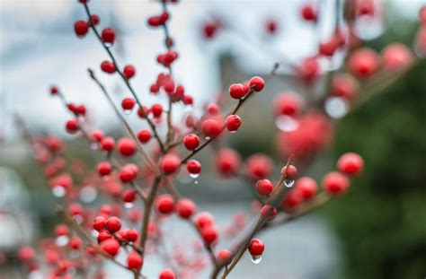 Ilex verticillata 'Winter Red' (Winterberry)