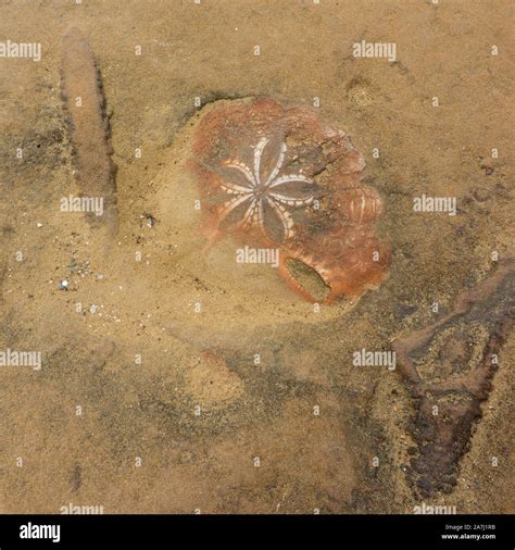 Ammonites In Limestone Hi Res Stock Photography And Images Alamy