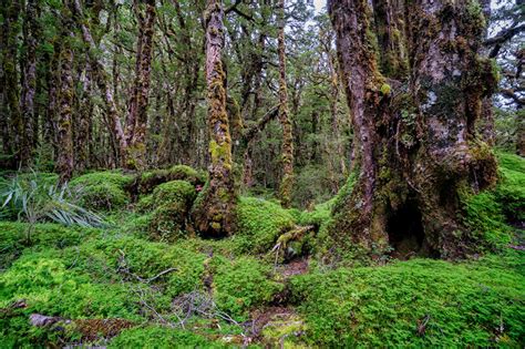 Fonds d ecran Nouvelle Zélande Forêts Fiordland Arbres Voir Bryophyta