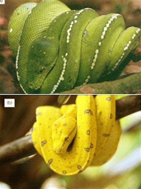 Dramatic snake colour-change mystery solved