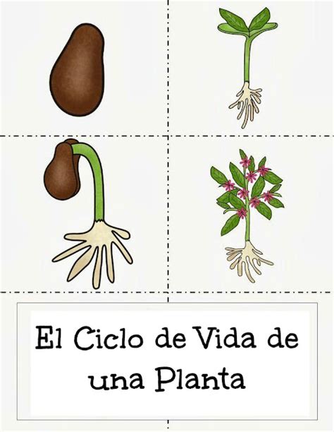 Resultado De Imagen Para CICLO DE VIDA LAS PLANTAS