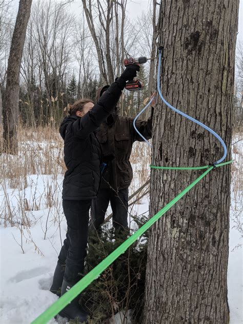 Tradition of Tapping Maple Trees Given an Epic DIY Upgrade