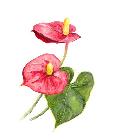 Exotic Flower Tropical Anthurium Watercolor Stock Illustration