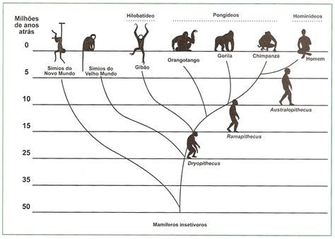 Aulas De Biologia Classificação E Parentesco Evolutivo