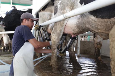 Apoya El Programa Precios De Garantía A Pequeños Y Medianos Productores