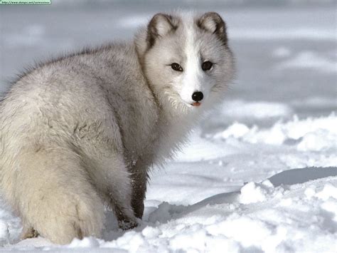 My Own Thoughts Arctic Polar Fox Of Tundra