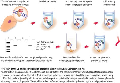 Active Motif Nuclear Complex Co Ip Kit Co Immunoprecipitation Of Dna