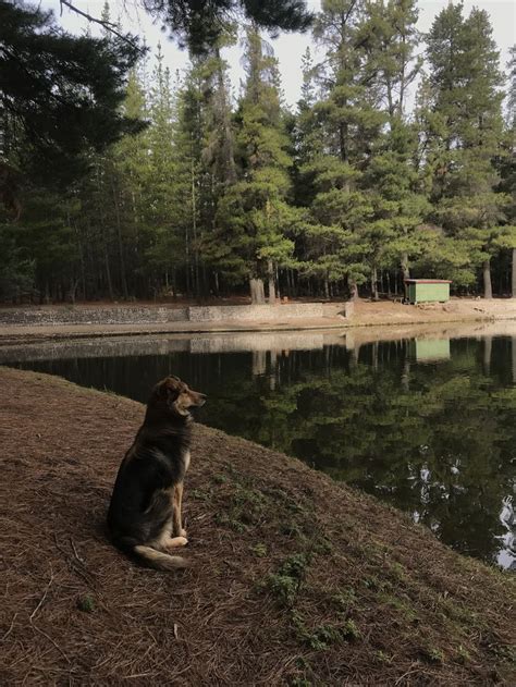 Perrito Mirando El Horizonte Perrito Horizontes