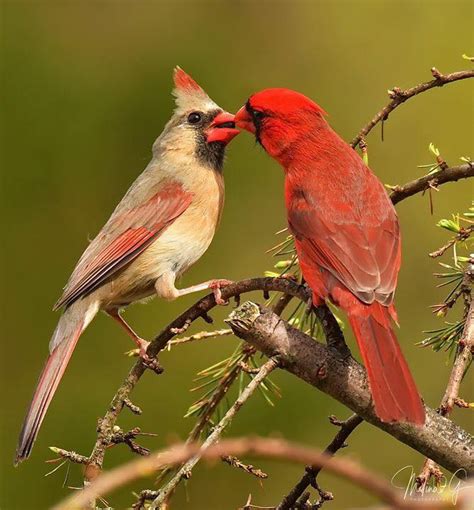 Male Cardinal feeding his mate.. ..NJ Photo by Melina Gioffre Fuda ...