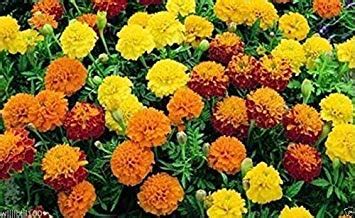 Are My Marigolds Perennial Or Annual Breakdown By Type