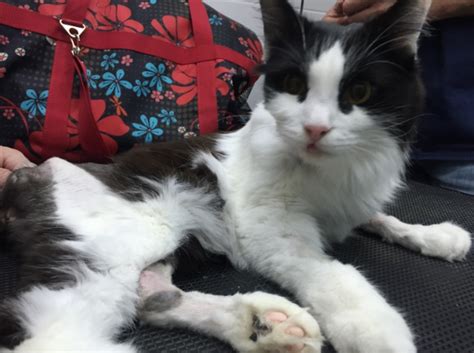 Кот федя - Ветеринарная клиника в Зеленограде "POLIVET"