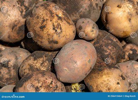 Fotografia Sobre O Tema Bela Planta De Batata Terreno Natural