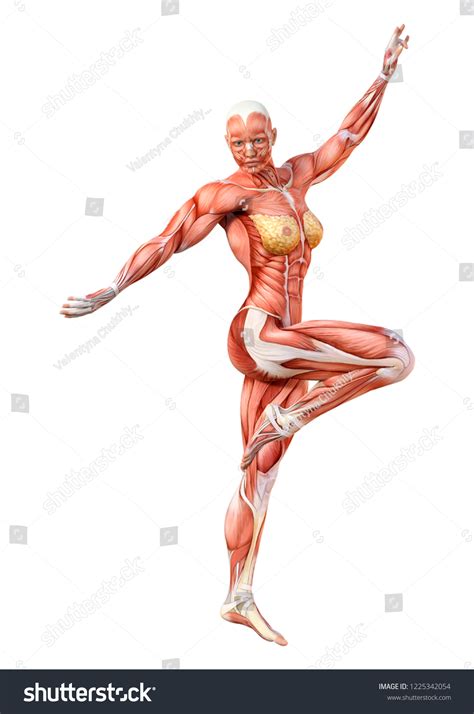 3d Rendering Female Figure Muscle Maps Stock Illustration 1225342054