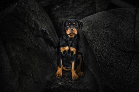 Rottweiler Wallpapers - Wallpaper Cave