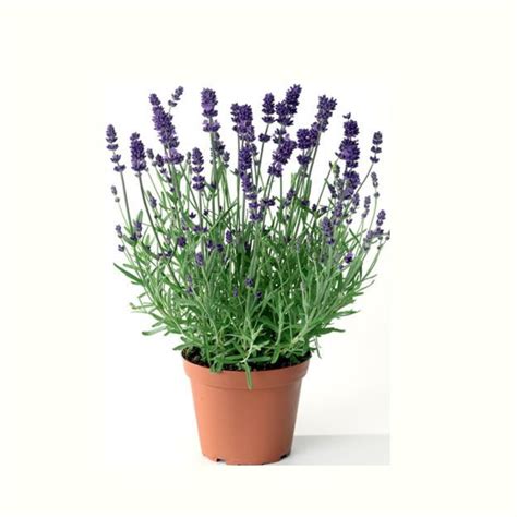 LAVANDULA ANGUSTIFOLIA (لا فندر) - AL Darmaky