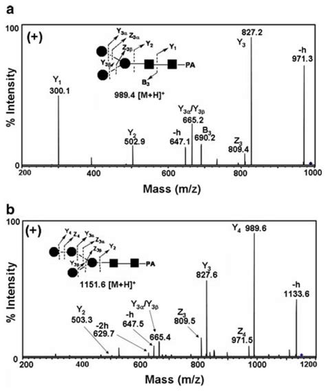 Esi Msms Of 2 Pa Labeled N Glycans In Positive Ion Mode A