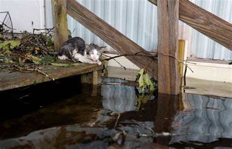 Hurricane Florence Pet Rescues In Photos The Atlantic